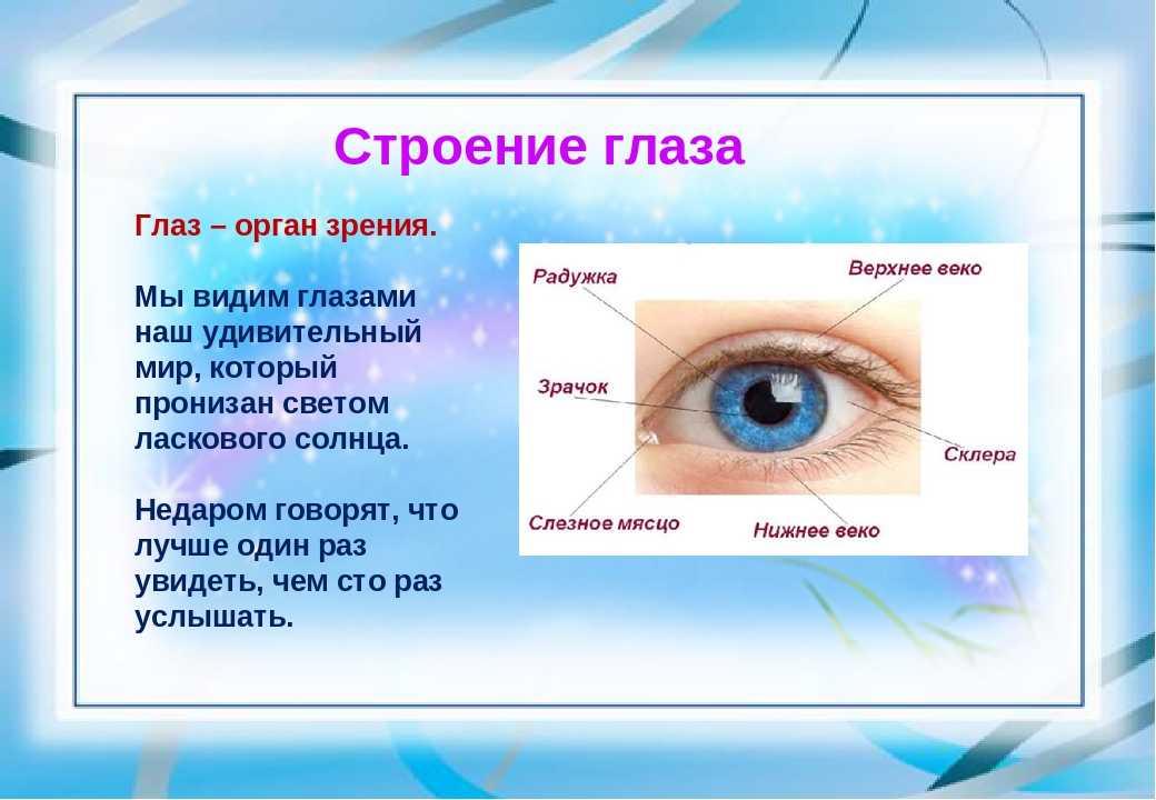 Функции защиты глаза. Органы чувств глаза. Глаза орган зрения. Органы чувств человека глаза орган зрения. Строение глаза человека для детей.