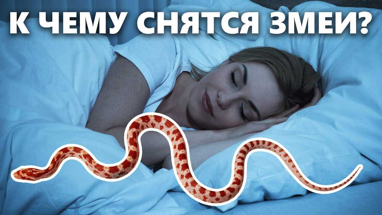 Значение образа змеи во сне.