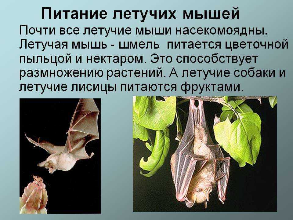 Мягкие игрушки своими руками: простые выкройки для начинающих, как сшить из ткани, фетра, флиса