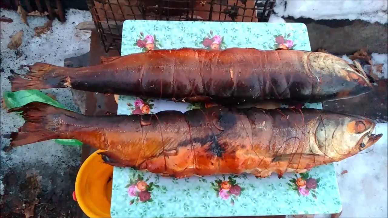 Как закоптить рыбу горячего копчения в домашних условиях