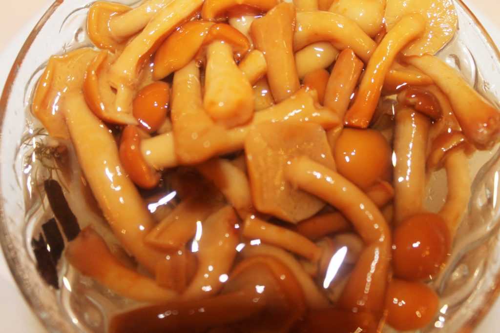 Как быстро и вкусно замариновать лесные опята — 5 простых рецептов маринованных опят на зиму